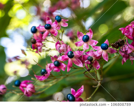 Kusagi fruit looks like a flower.The contrast between the blue fruit and red capsule is beautiful. Kusagi fruit looks like a flower.The contrast between the blue fruit and red capsule is beautiful. 106808789