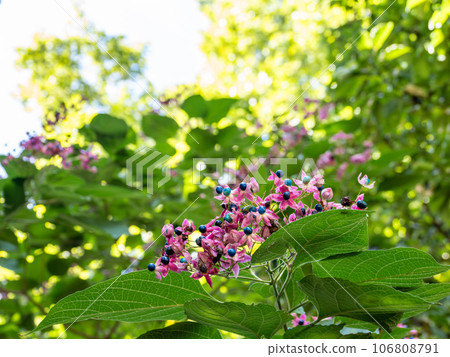 草木果實看起來像一朵花。藍色的果實和紅色的膠囊形成鮮明對比,非常漂亮。 草木果實看起來像一朵花。藍色的果實和紅色的膠囊形成鮮明對比,非常漂亮。 106808791