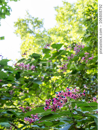 Kusagi fruit looks like a flower.The contrast between the blue fruit and red capsule is beautiful. 106808792