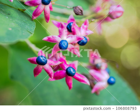 Kusagi fruit looks like a flower.The contrast between the blue fruit and red capsule is beautiful. Kusagi fruit looks like a flower.The contrast between the blue fruit and red capsule is beautiful. 106808793