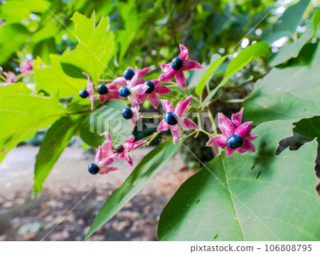 草木果實看起來像一朵花。藍色的果實和紅色的膠囊形成鮮明對比，非常漂亮。 106808795