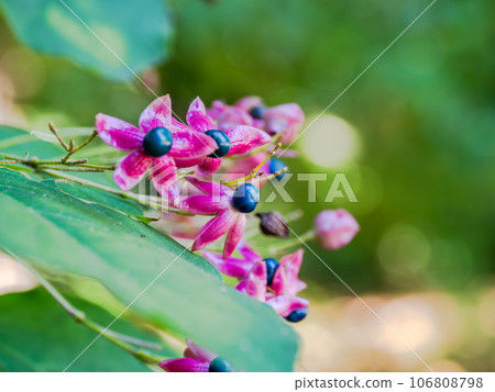Kusagi fruit looks like a flower.The contrast between the blue fruit and red capsule is beautiful. 106808798