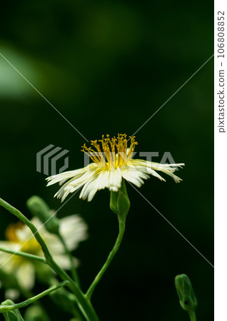 Autumn field mustard along the Shinano River Yasuragi embankment 106808852