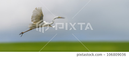 White heron, Great Egret, fly on the sky background. Water bird in the nature habitat 106809036