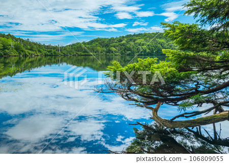 白駒池[夏季] 106809055