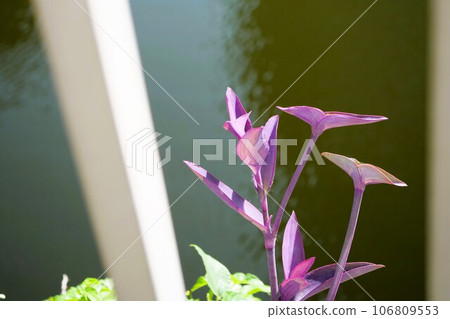紫露草淡紫 紫露草淡紫 106809553