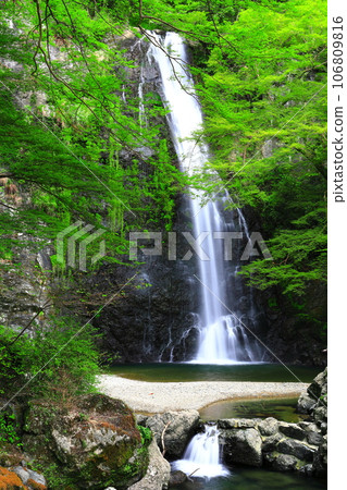 [Osaka Prefecture] Fresh green Minoo Falls 106809816