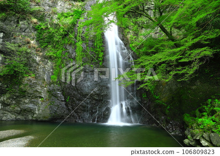 [Osaka Prefecture] Fresh green Minoo Falls 106809823