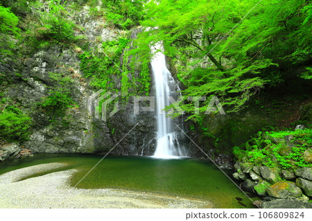 [Osaka Prefecture] Fresh green Minoo Falls 106809824