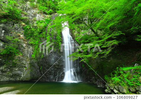 [Osaka Prefecture] Fresh green Minoo Falls 106809827