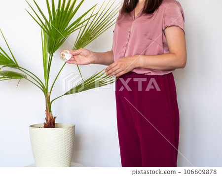 Woman hand wiping dust off green leaves of Washingtonia filifera 106809878