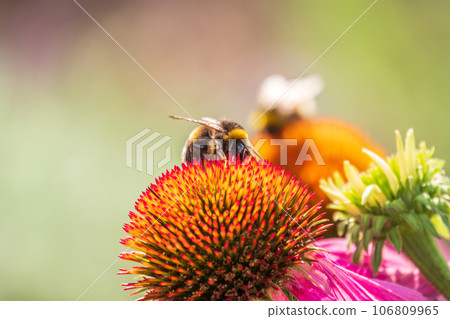 A closeup shot of a bee collecting pollen on a purple echinacea flower 106809965