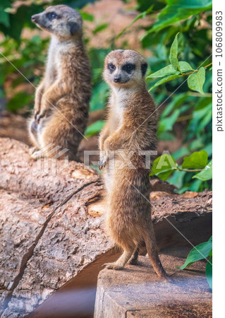 Two cute curious meerkats stand on their hind legs on a sandy hill and look away. Two cute curious meerkats stand on their hind legs on a sandy hill and look away. 106809983