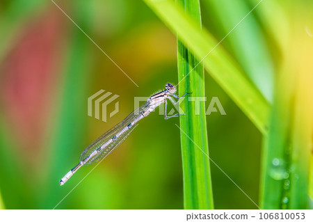 Small dragonfly Enallagma cyathigerum, the common blue damselfly, female. on a blade of grass Small dragonfly Enallagma cyathigerum, the common blue damselfly, female. on a blade of grass 106810053