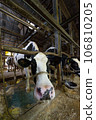 Dairy farmer's cow 106810205