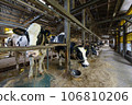 Dairy farmer's cow 106810206