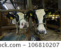 Dairy farmer's cow 106810207