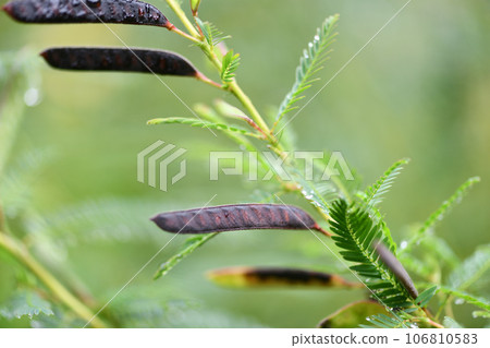 河原傑明 (Kawara Ketsumei) 水果 106810583