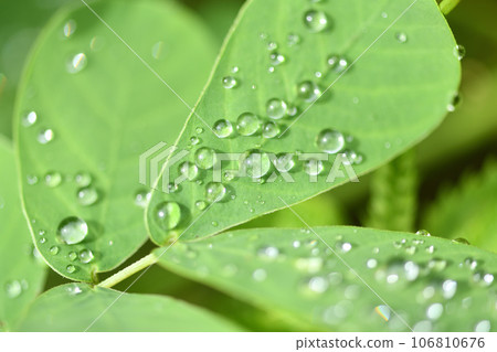 水滴和惠比草葉 106810676