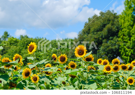 Summer blue sky and sunflower field Nara Prefecture 106811194