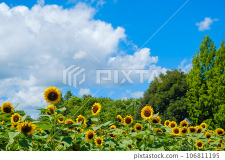 Summer blue sky and sunflower field Nara Prefecture 106811195