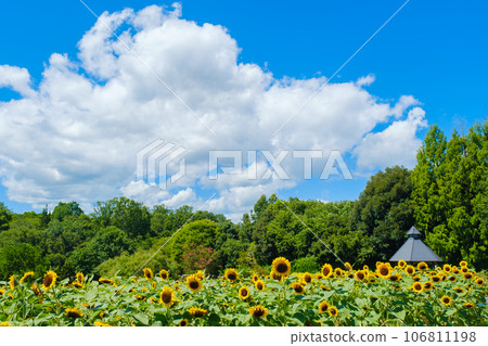 Summer blue sky and sunflower field Nara Prefecture 106811198