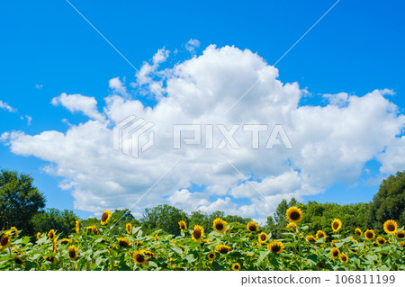 Summer blue sky and sunflower field Nara Prefecture 106811199