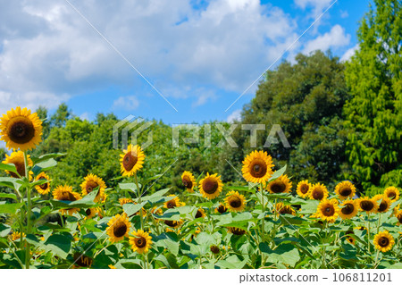 Summer blue sky and sunflower field Nara Prefecture 106811201