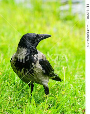 Gray and black hooded crow bird sitting in grass on green blurred background, crow closeup 106811211