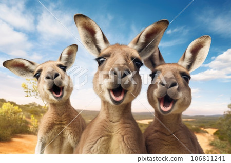 Three kangaroos take selfies Three kangaroos take selfies 106811241