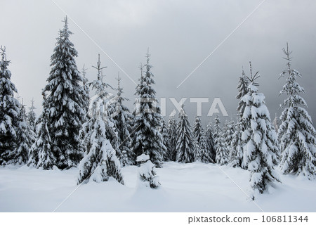 Winter trees covered by snow in the mountains Winter trees covered by snow in the mountains 106811344