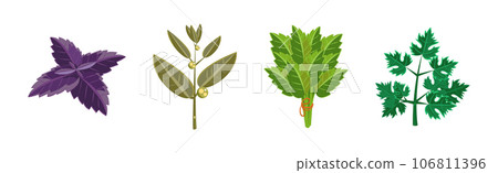 Potherbs and Kitchen Herbs as Condiment Vector Set 106811396