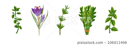 Potherbs and Kitchen Herbs as Condiment Vector Set Potherbs and Kitchen Herbs as Condiment Vector Set 106811406