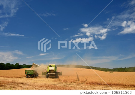 Combine harvester dumps harvested wheat into truck. Farm scene. Farming harvest season. Combine harvester dumps harvested wheat into truck. Farm scene. Farming harvest season. 106811563