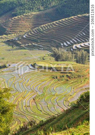 Terraced rice field in Northern Vietnam 106811616