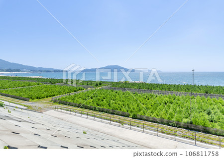 Takada Matsubara, Rikuzentakata City, Iwate Prefecture, planted with trees to recover from tsunami damage 106811758