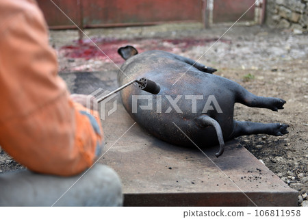 Slaughter burn the pig hair off with a gas burner Slaughter burn the pig hair off with a gas burner 106811958