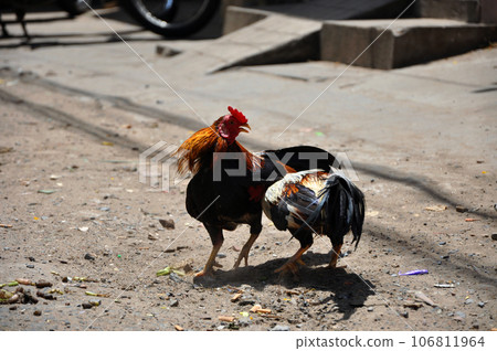 Cock fighting in Vietnam 106811964