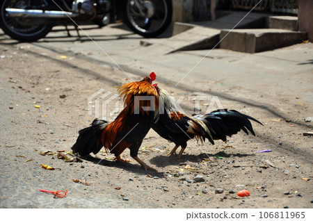 Cock fighting in Vietnam 106811965