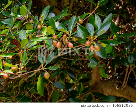 Young Mokkoku fruit that begins to ripen in late summer Young Mokkoku fruit that begins to ripen in late summer 106812086