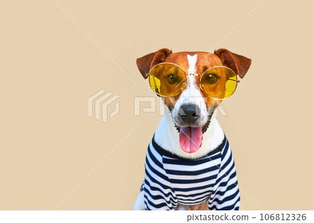 Cute Jack russel dog dressed in striped t-shirt 106812326