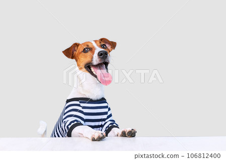 Cute Jack russel dog dressed in striped t-shirt Cute Jack russel dog dressed in striped t-shirt 106812400