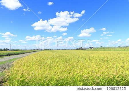 Harvesting rice Harvesting rice 106812525