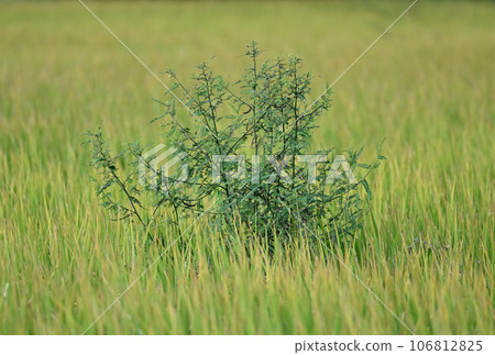 生長在稻田中間的草與金色的稻穗 生長在稻田中間的草與金色的稻穗 106812825