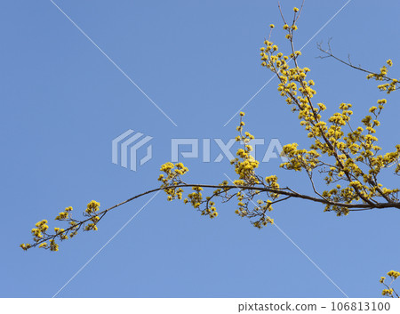 山茱萸 山茱萸 106813100