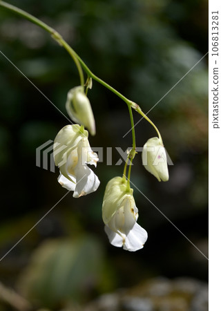 Utricularia alpina 106813281