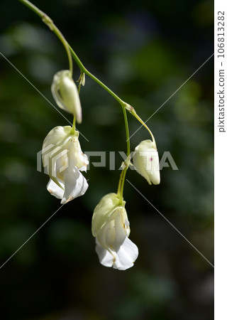 Utricularia alpina 106813282