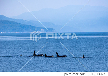 Rausu killer whale cruise Rausu killer whale cruise 106813424