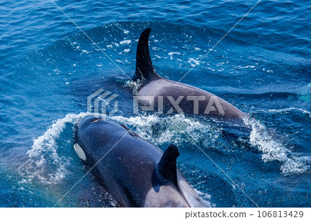Rausu killer whale cruise Rausu killer whale cruise 106813429