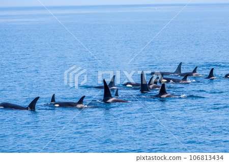 Rausu killer whale cruise 106813434